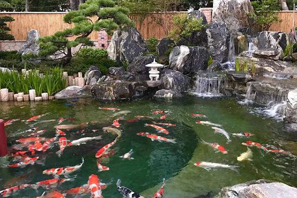 中式庭院鱼池以假山流水为基本形式,力求自然与人工巧妙,完美地结合